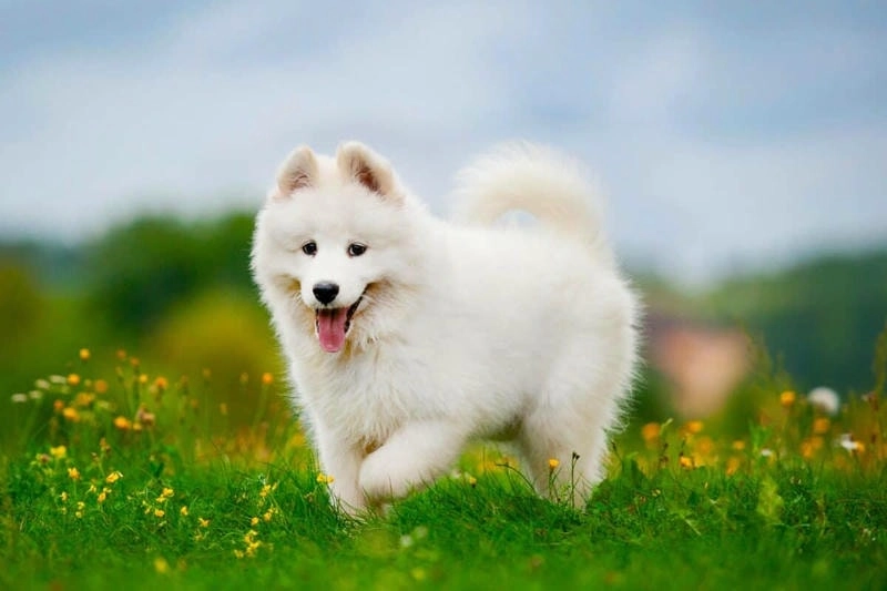Khám phá avatar chó cute dễ thương cực chất cho trang cá nhân của bạn