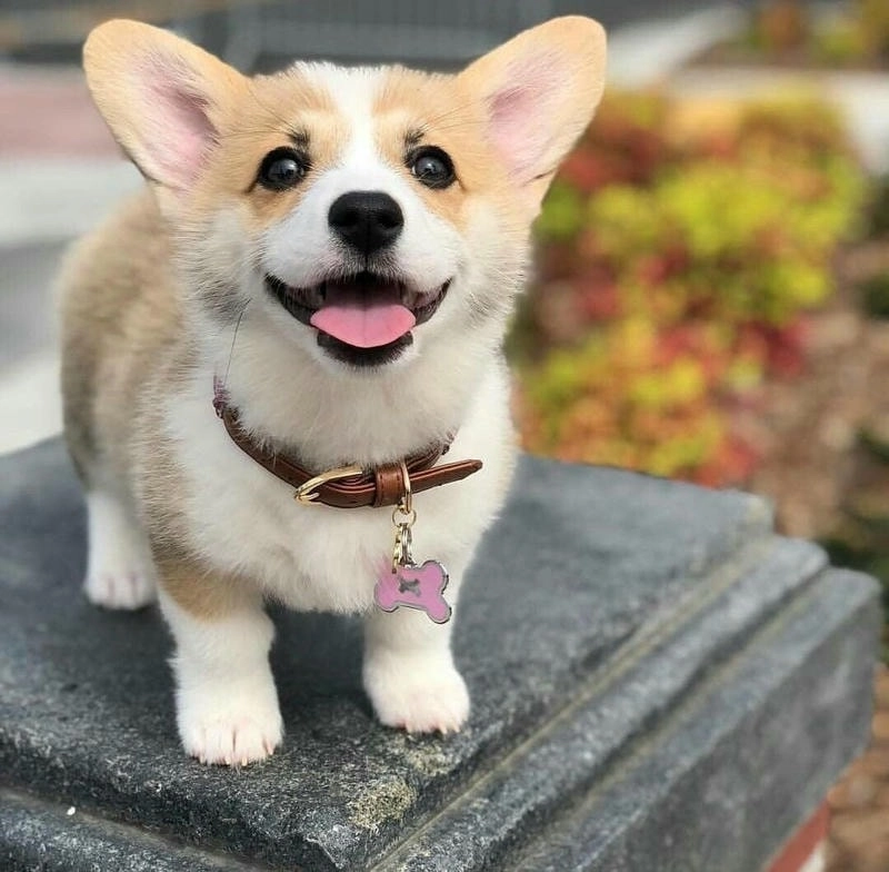Sử dụng ảnh chó cute làm avatar sinh động và ngộ nghĩnh