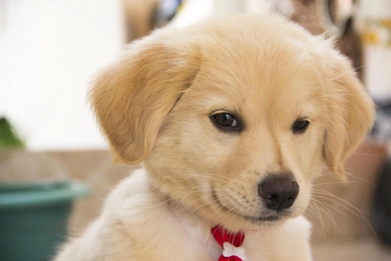 Tải ảnh chó cute làm avatar siêu dễ thương để nổi bật trên mạng xã hội