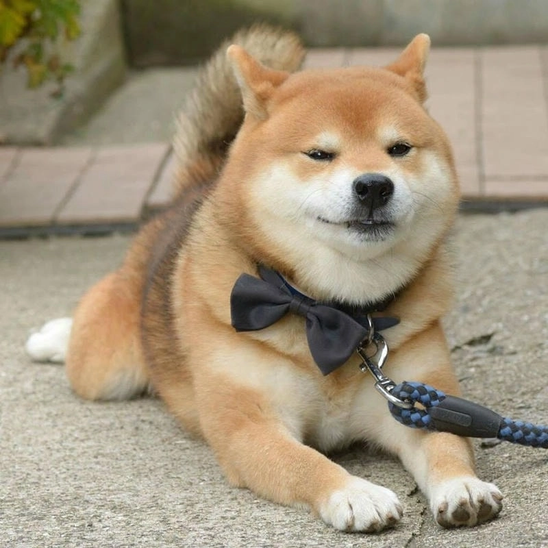 Sở hữu avatar chó shiba cute đáng yêu mang nét tinh nghịch riêng