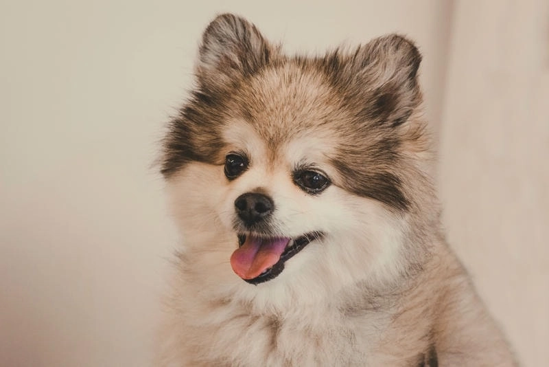 Lựa chọn avatar hình con chó cute ngộ nghĩnh để thể hiện cá tính