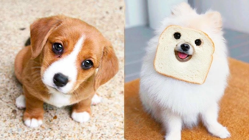 Tận hưởng niềm vui với ảnh avatar con chó cute độc đáo và thú vị
