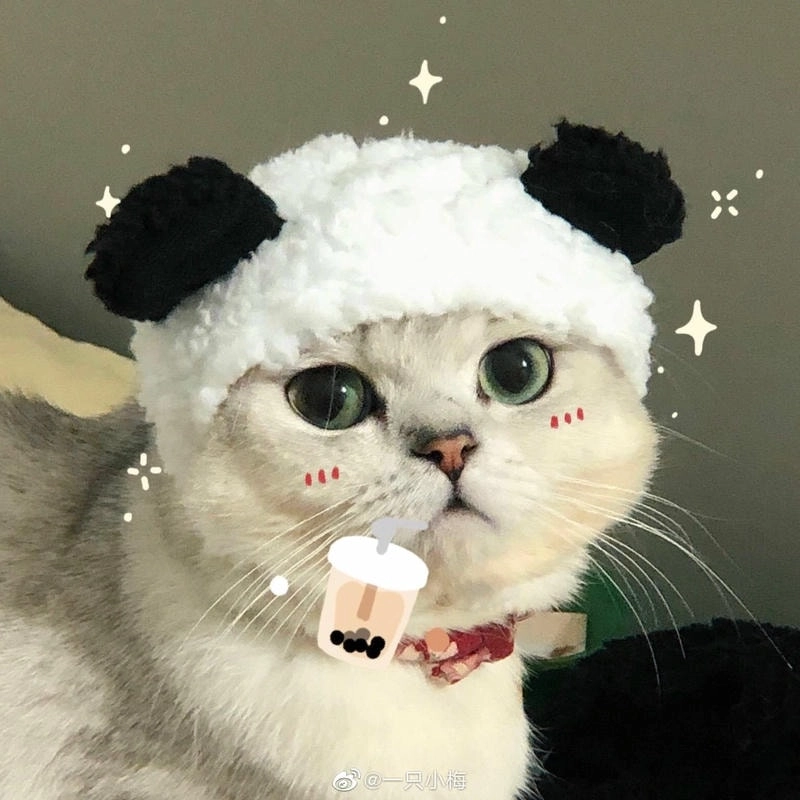 Cập nhật avatar mèo anime độc đáo cho mọi mạng xã hội
