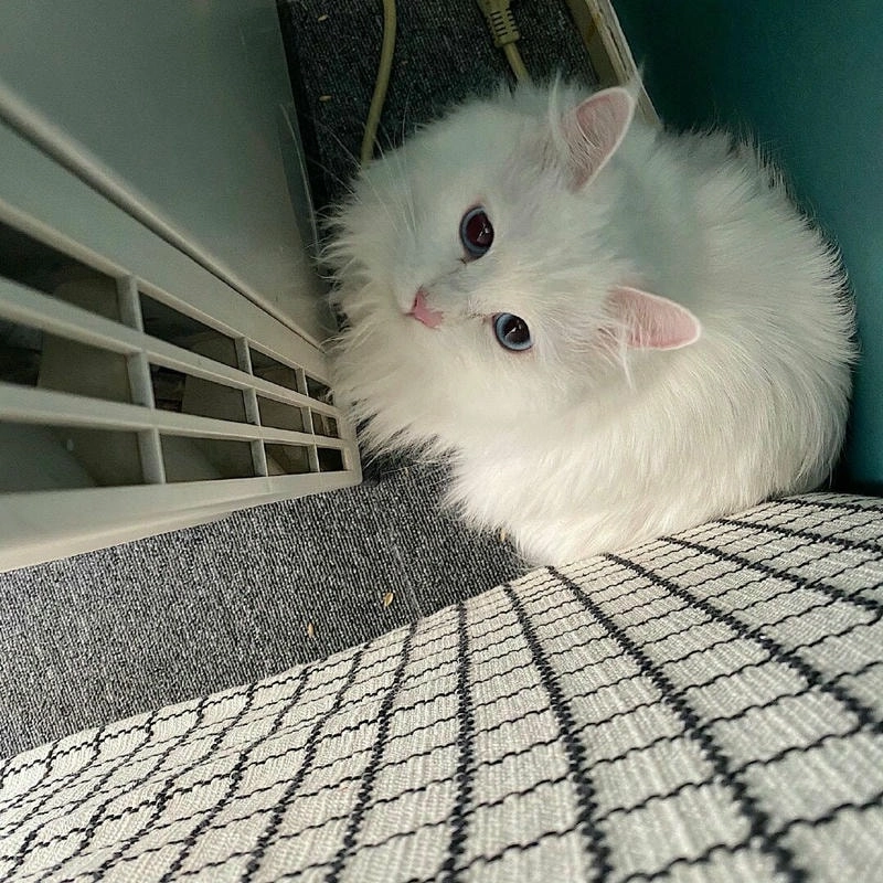 Cười thả ga với avatar mèo cute meme siêu hài hước và đáng yêu