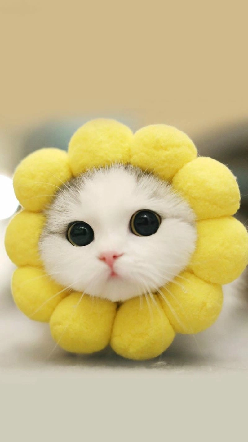 Tạo cá tính vui nhộn với ngộ nghĩnh avatar mèo vô tri đáng yêu