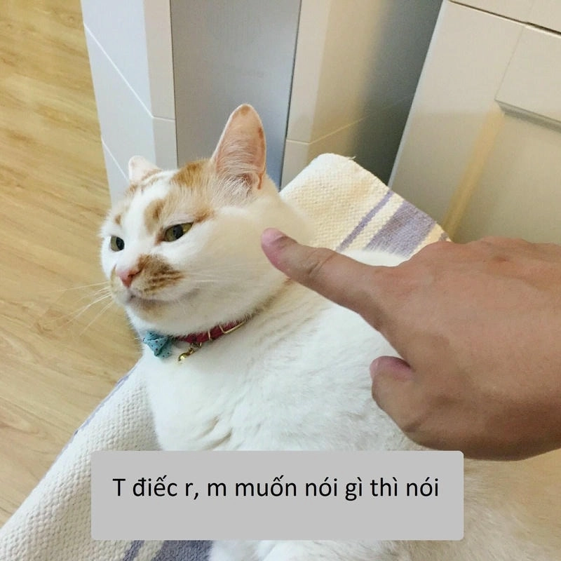 Thêm sức sống cho trang cá nhân với ngộ nghĩnh avatar mèo cực cute