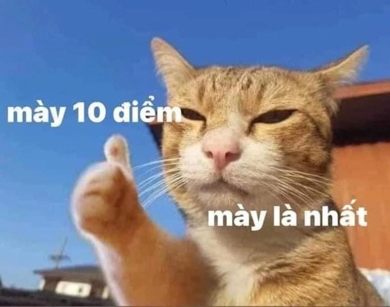 Ngắm nhìn vẻ đẹp 10 điểm meme đáng yêu