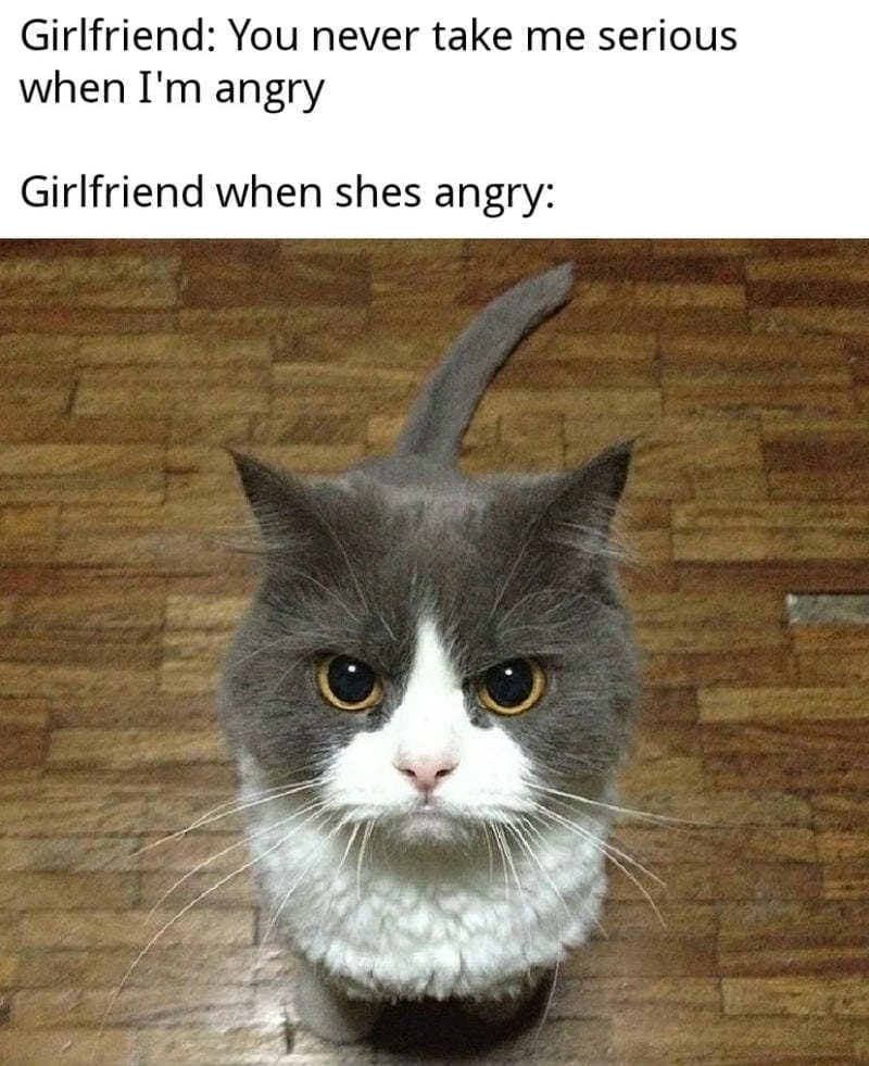 Ngắm nhìn vẻ đẹp angry meme mới nhất