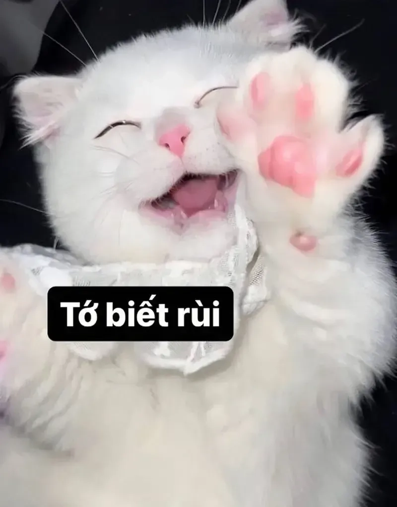 Khám phá những bức ảnh đại diện meme