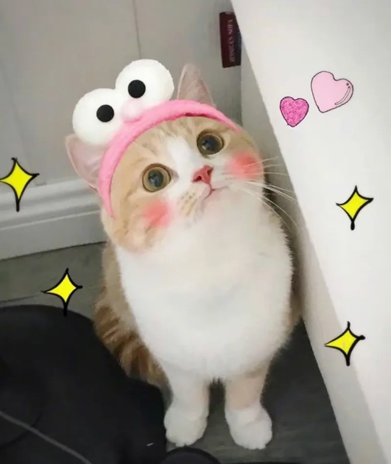 Tìm về ảnh đại diện meme chế