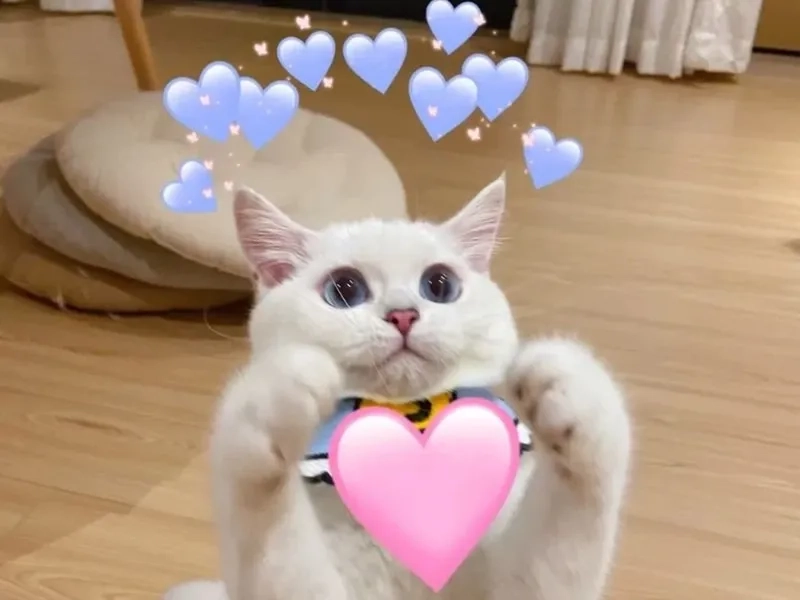 Thức dậy cùng những hình ảnh đại diện meme vui nhộn