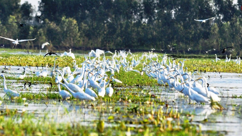 Trải nghiệm vẽ phong cảnh quê hương long an ý nghĩa