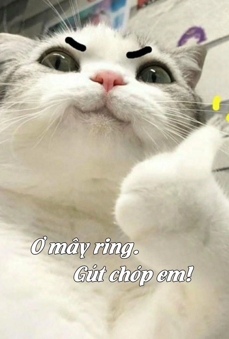 Khám phá những bức ảnh meme con mèo hài hước