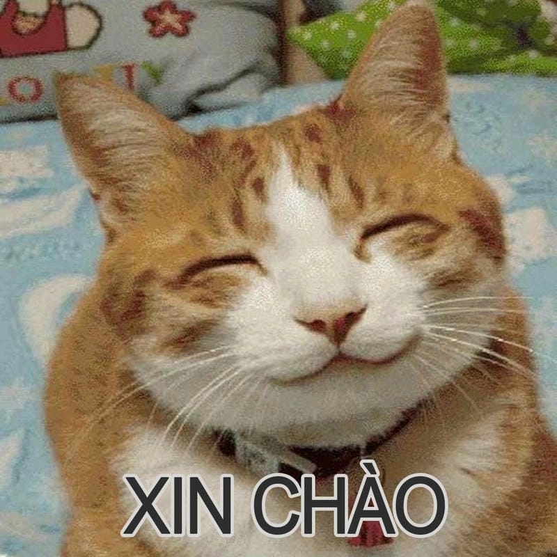 Tìm về ảnh meme con mèo mới nhất