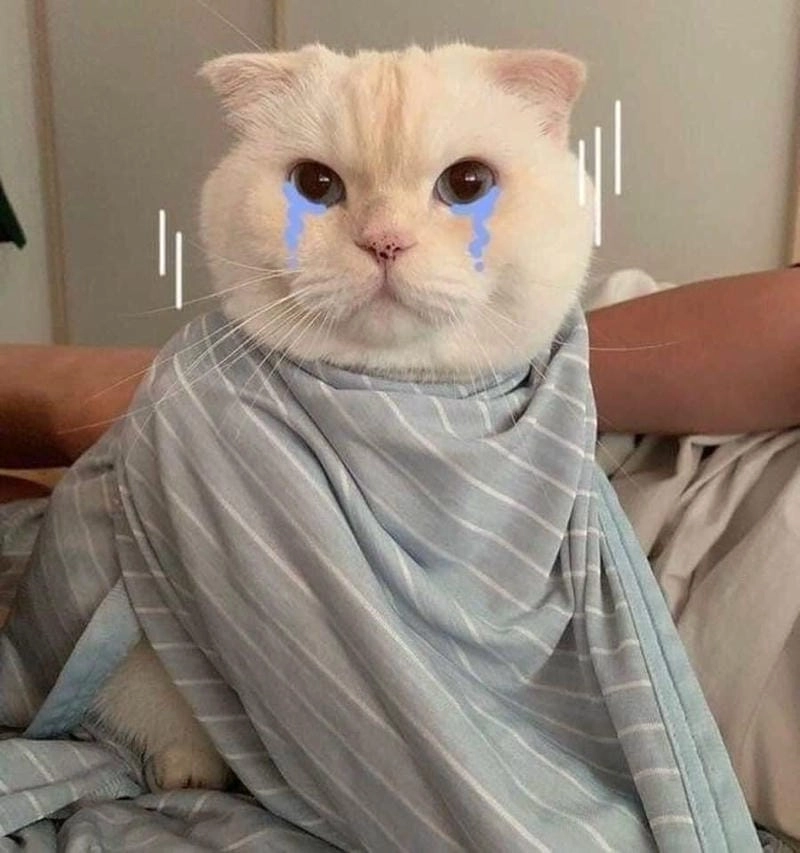 Cùng cười với những hình ảnh meme con mèo dễ thương