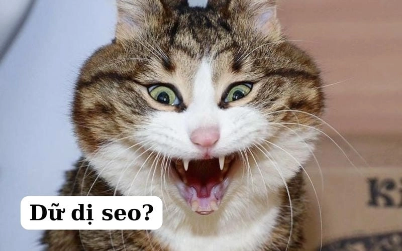 Thức dậy cùng những hình ảnh meme con mèo viral