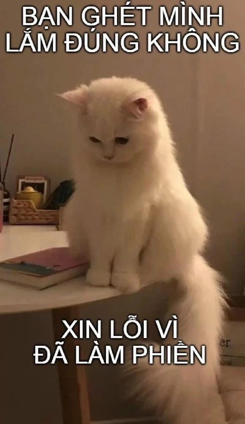 Gợi ý những bức ảnh meme con mèo độc đáo