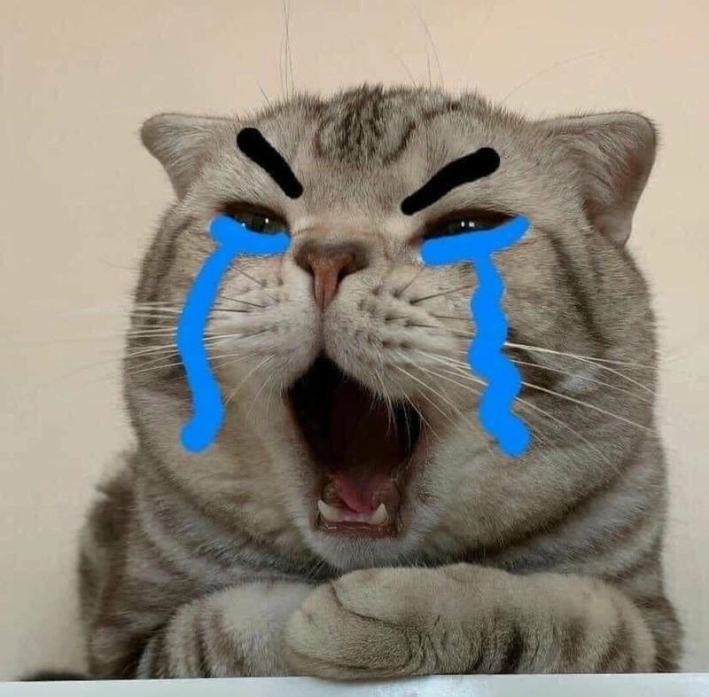 Ngắm nhìn vẻ đẹp ảnh meme con mèo troll