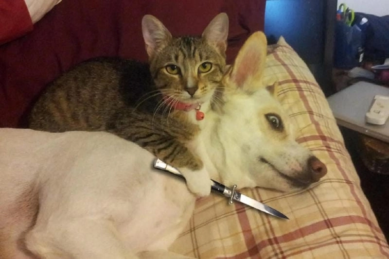 Thức dậy cùng những ảnh meme hài hước khó đỡ cute