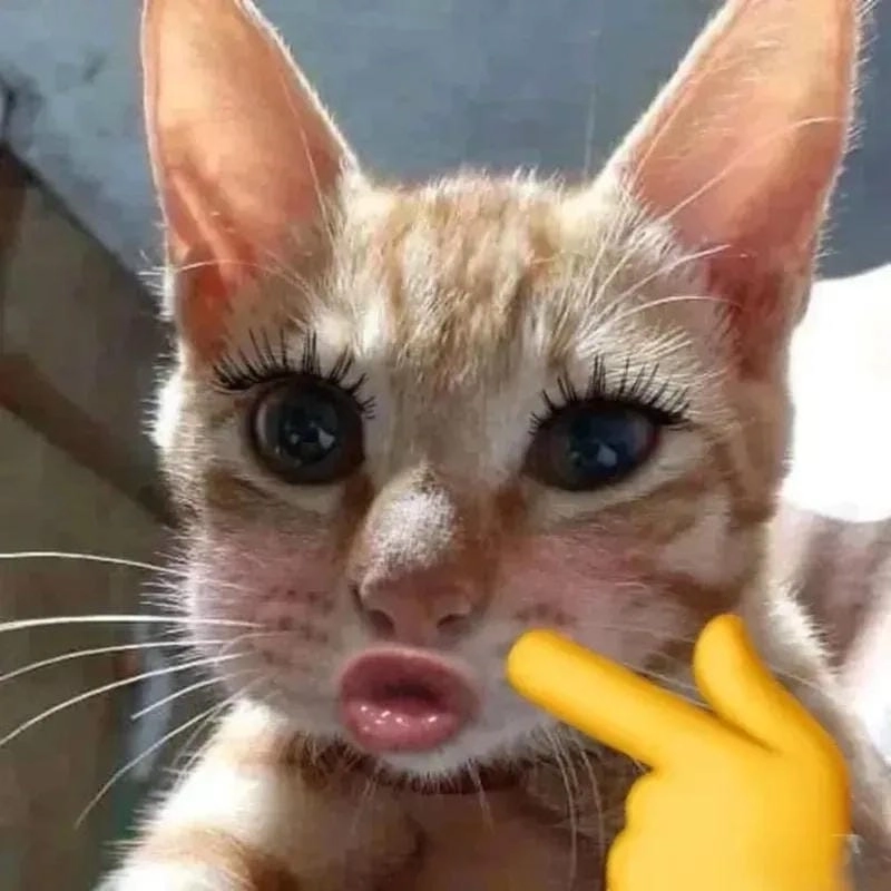 Lạc lối trong thế giới wallpaper meme desktop