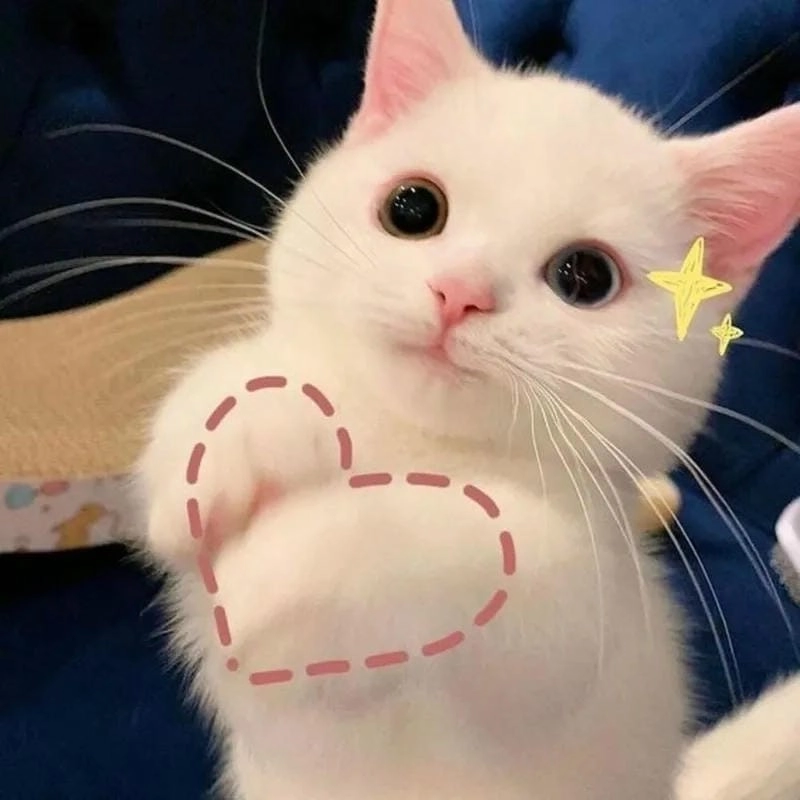 Gợi ý những bức hình nền meme chế