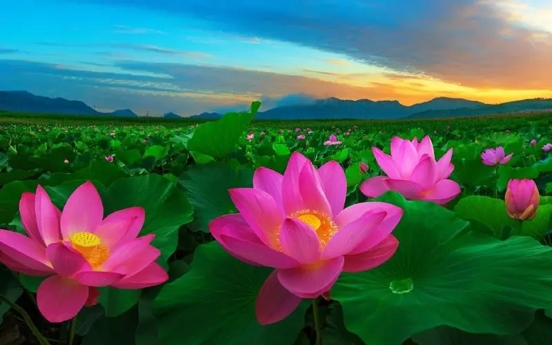 Chiêm ngưỡng hình ảnh vườn hoa đẹp nhất thế giới tuyệt mỹ