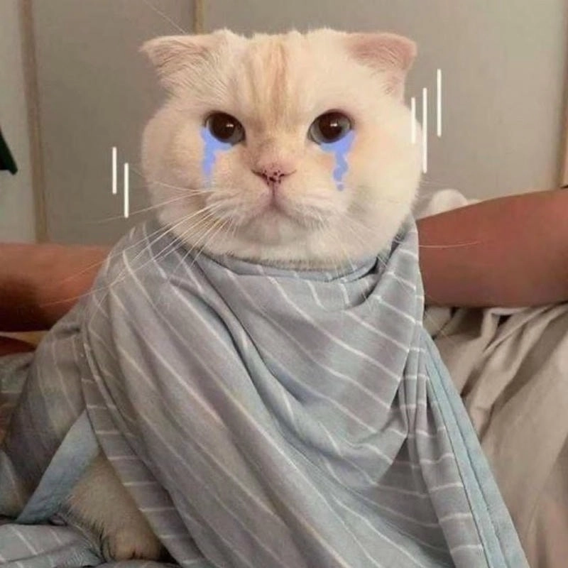 Xem ảnh avatar mèo khóc cute đáng yêu và buồn