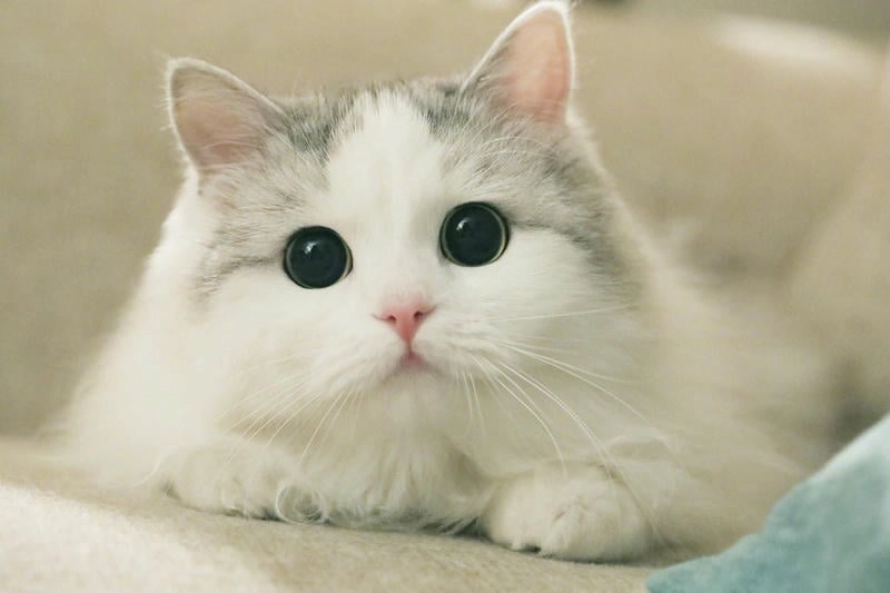 Trang trí steam avatar cat chất lượng cao cho avatar cat