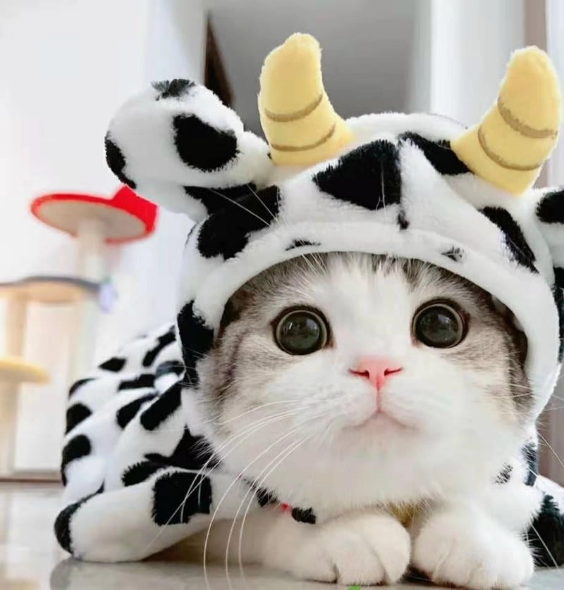 Chọn cute avatar cat dễ thương để nổi bật trên avatar cat