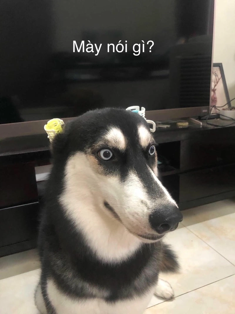 Khám phá avatar vô tri hài hước chó siêu đáng yêu và hài hước cho ảnh đại diện