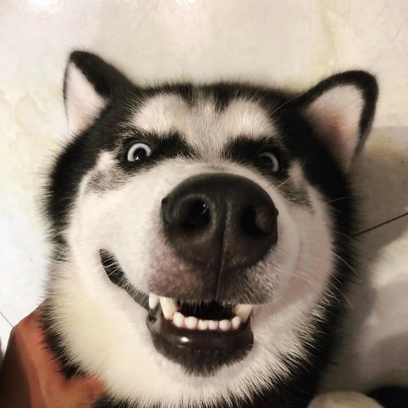 Chọn avatar chó hài hước cute để tạo ảnh đại diện thú vị và dễ thương