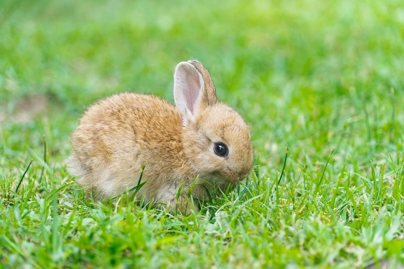 Chọn hình avatar động vật cute để trang cá nhân sinh động
