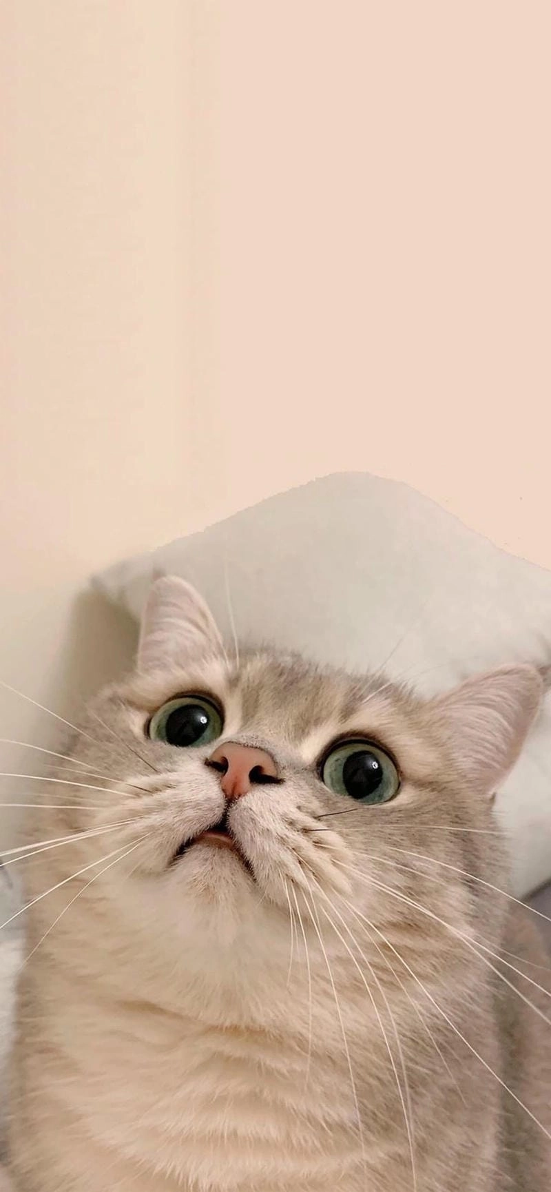 Tạo dấu ấn với meme avatar hài vui nhộn mỗi ngày