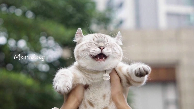 Đổi mới ảnh đại diện avatar hài cực ngầu và vui