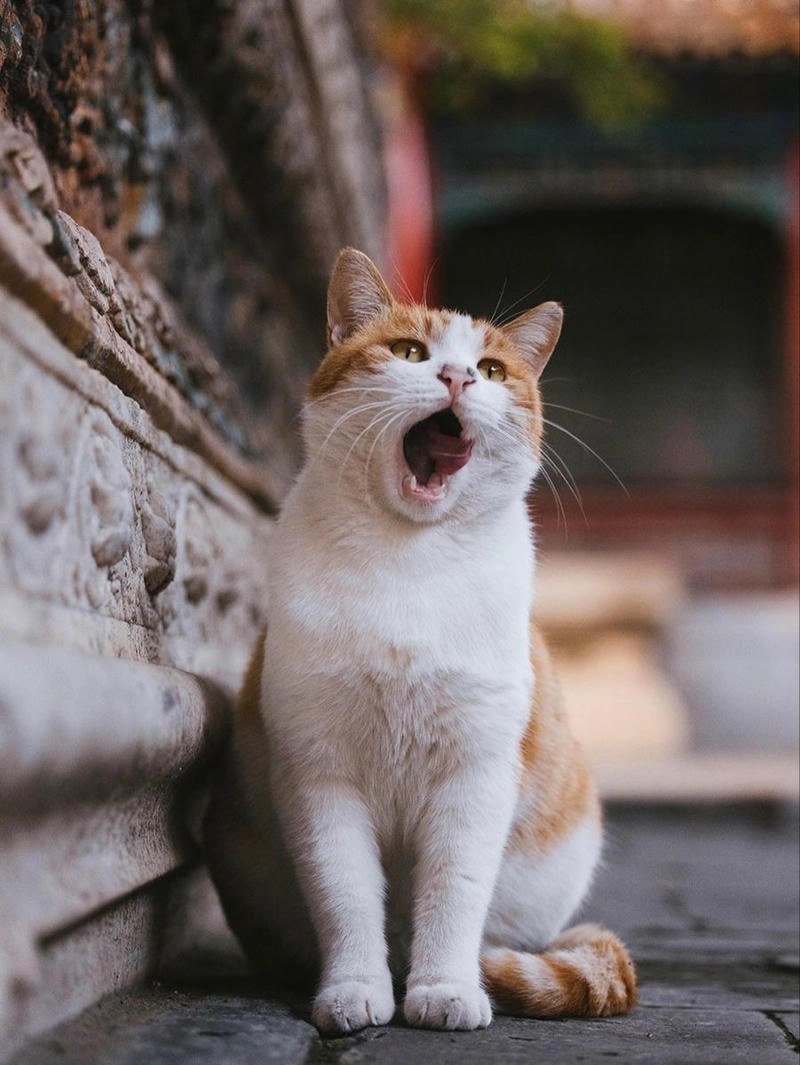 Khám phá avatar anime hài hước cute cực chất