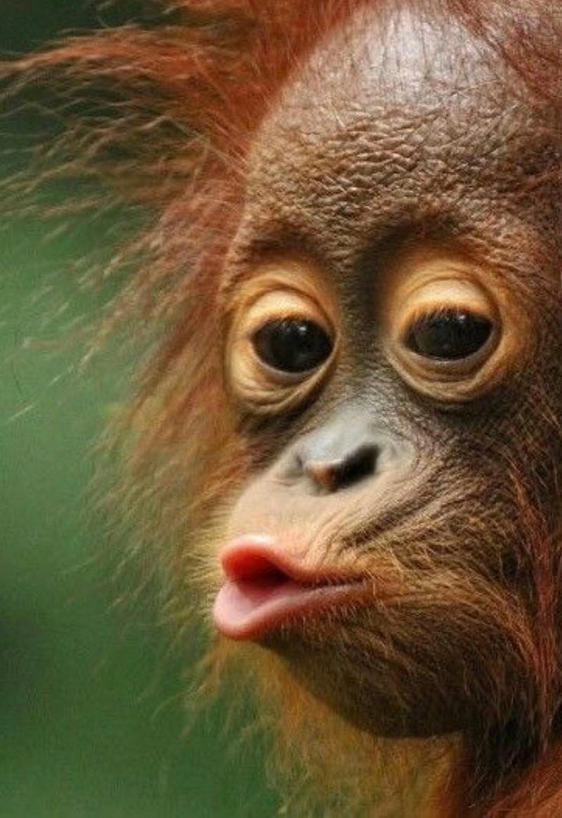 Cập nhật ảnh avatar hài hước cute siêu đáng yêu