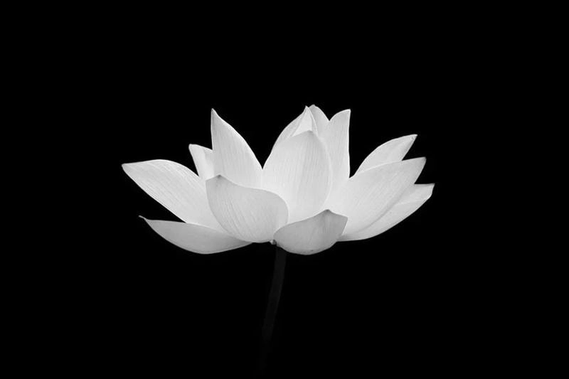 Sử dụng avatar đám tang lễ hoa sen đen để thể hiện lòng thành kính và trang trọng