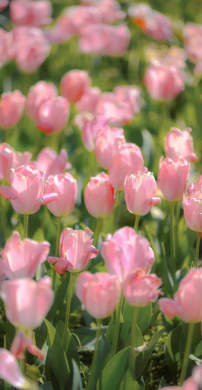 Làm nổi bật trang cá nhân với hình avatar hoa tulip độc đáo