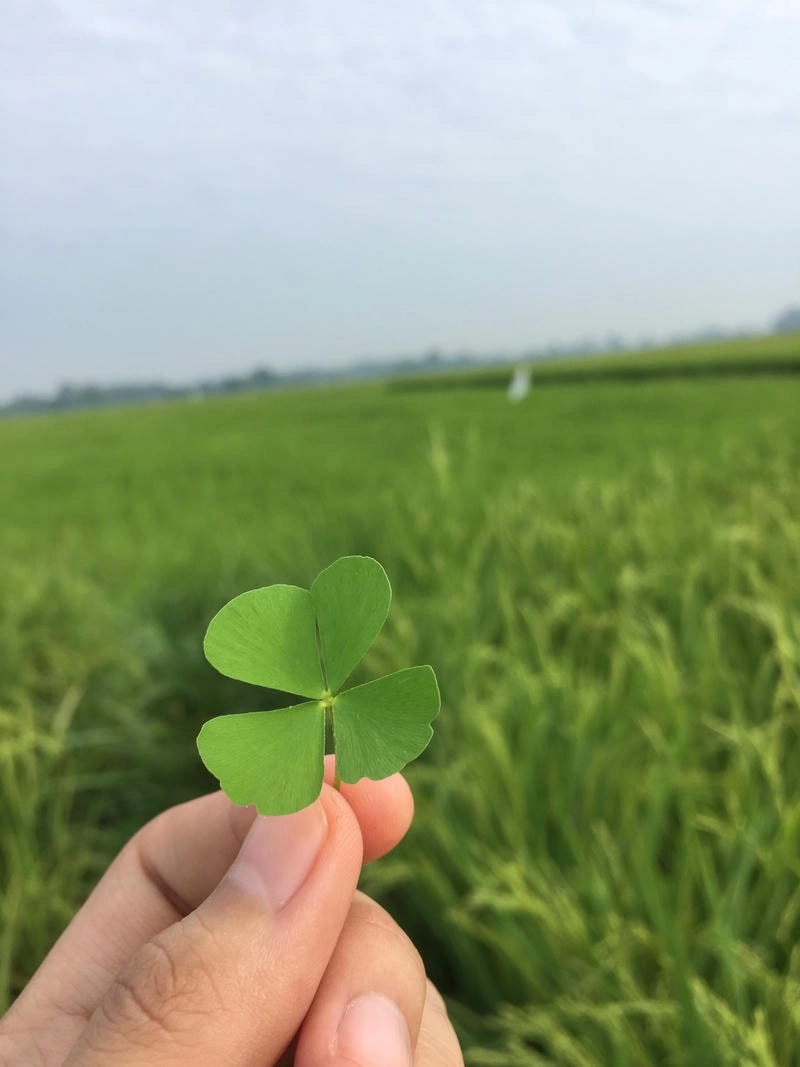 Tải hình avatar may mắn mới nhất cho hình ảnh đầy phong thủy