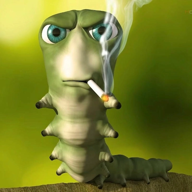 Chọn avatar meme mèo bá đạo tạo dấu ấn riêng