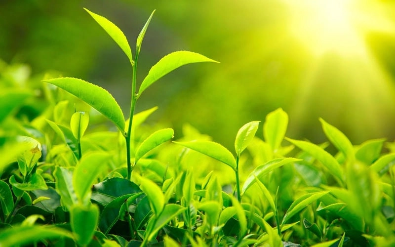 Avatar thiên nhiên như nào để hấp dẫn