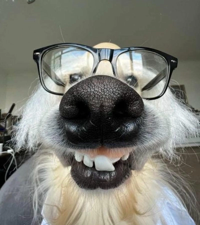 Cùng du ngoạn avt meme ngầu