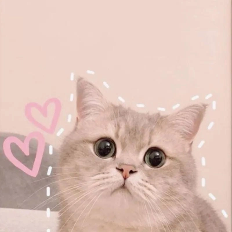 Lạc lối trong avt meme trending