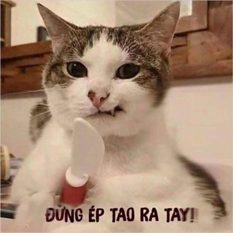 Tìm hiểu Lý do trào lưu avt meme được yêu thích
