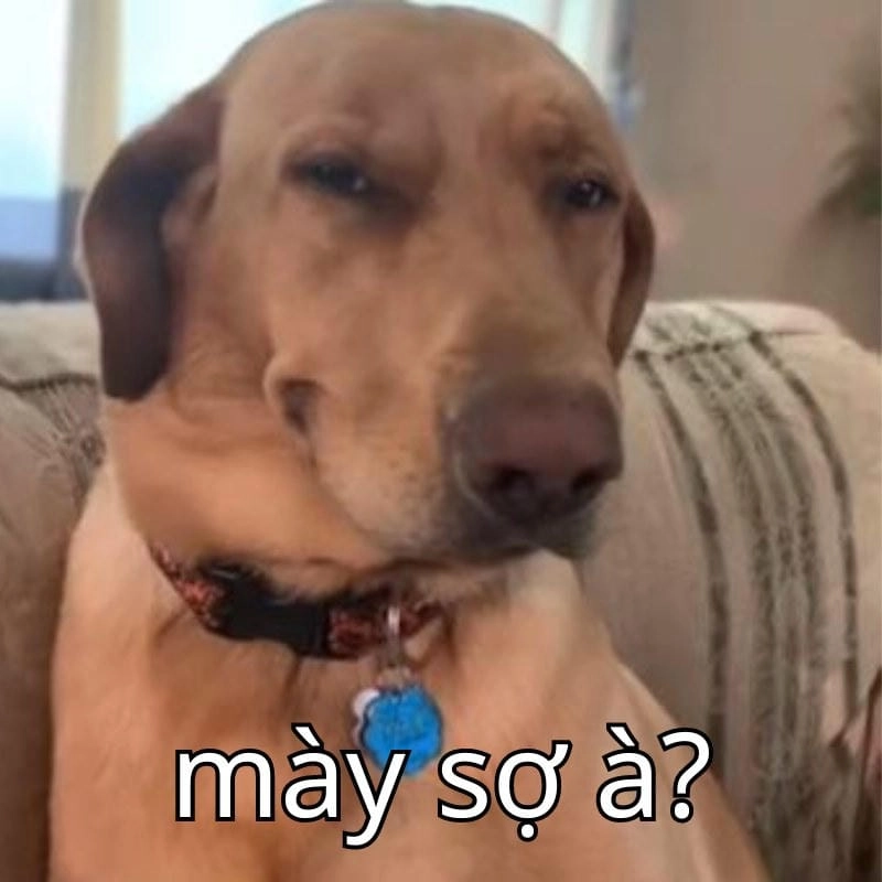 Cười sảng với bạn sợ à meme funny