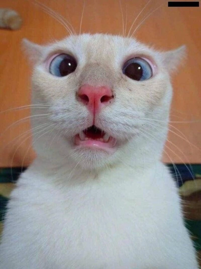 Lạc lối trong bất ngờ meme reaction