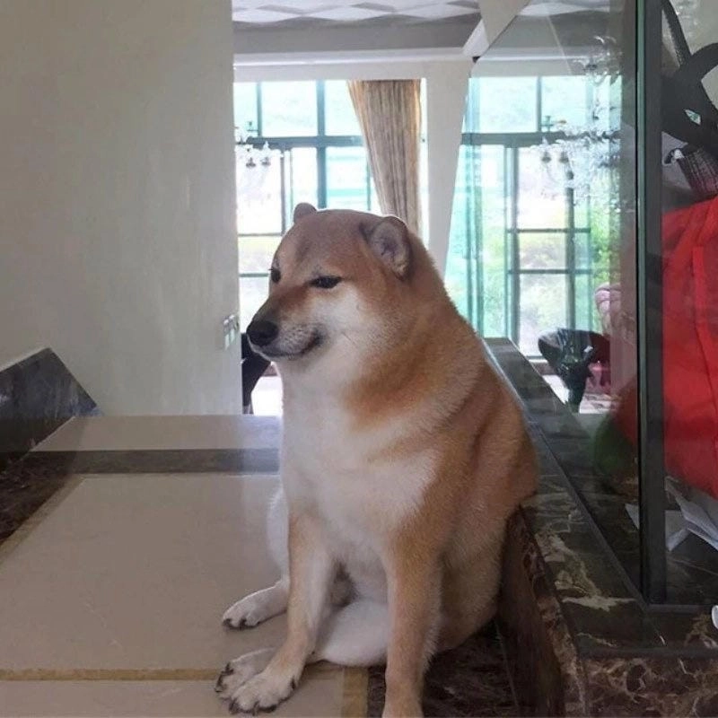 Khám phá những bức ảnh cheems meme hài hước