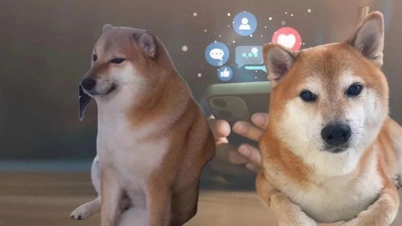 Lạc lối trong thế giới cheems meme troll
