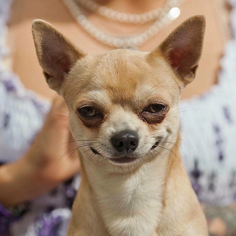 Săn lùng những khoảnh khắc ảnh chihuahua meme