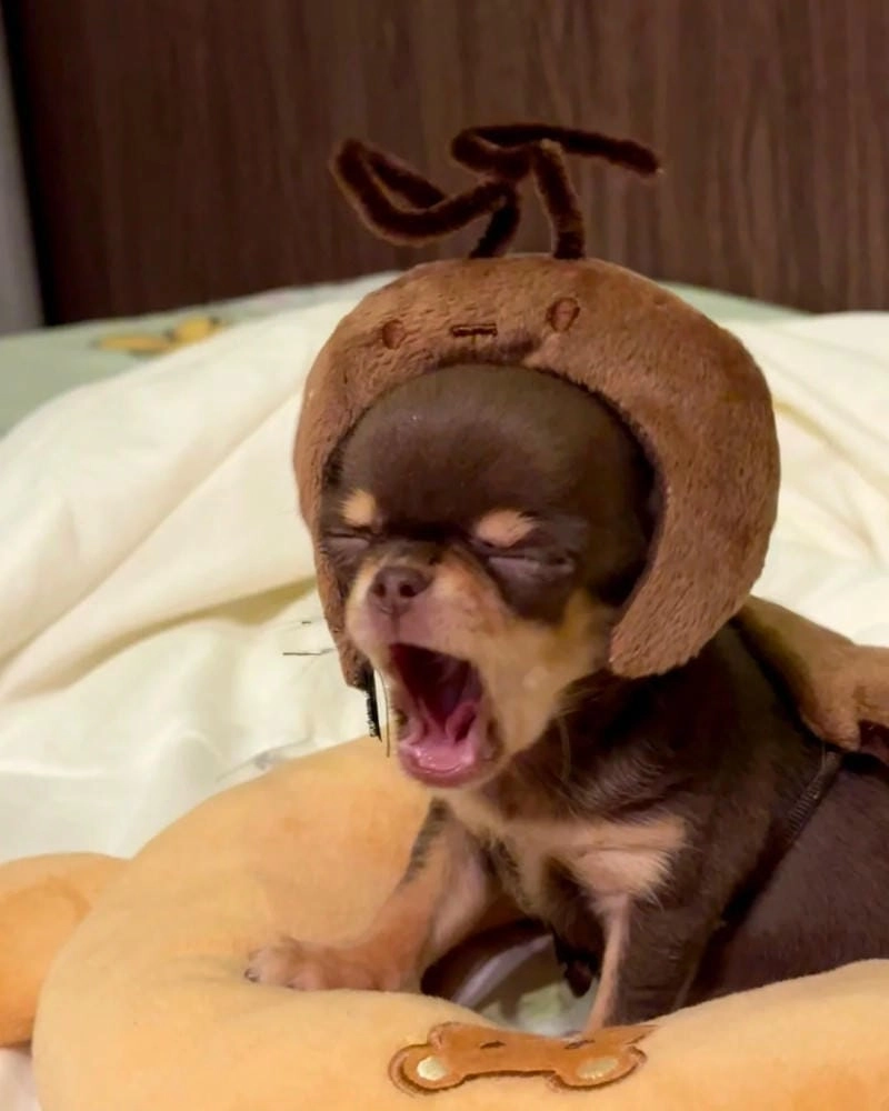 Ngắm nhìn vẻ đẹp chihuahua meme cute